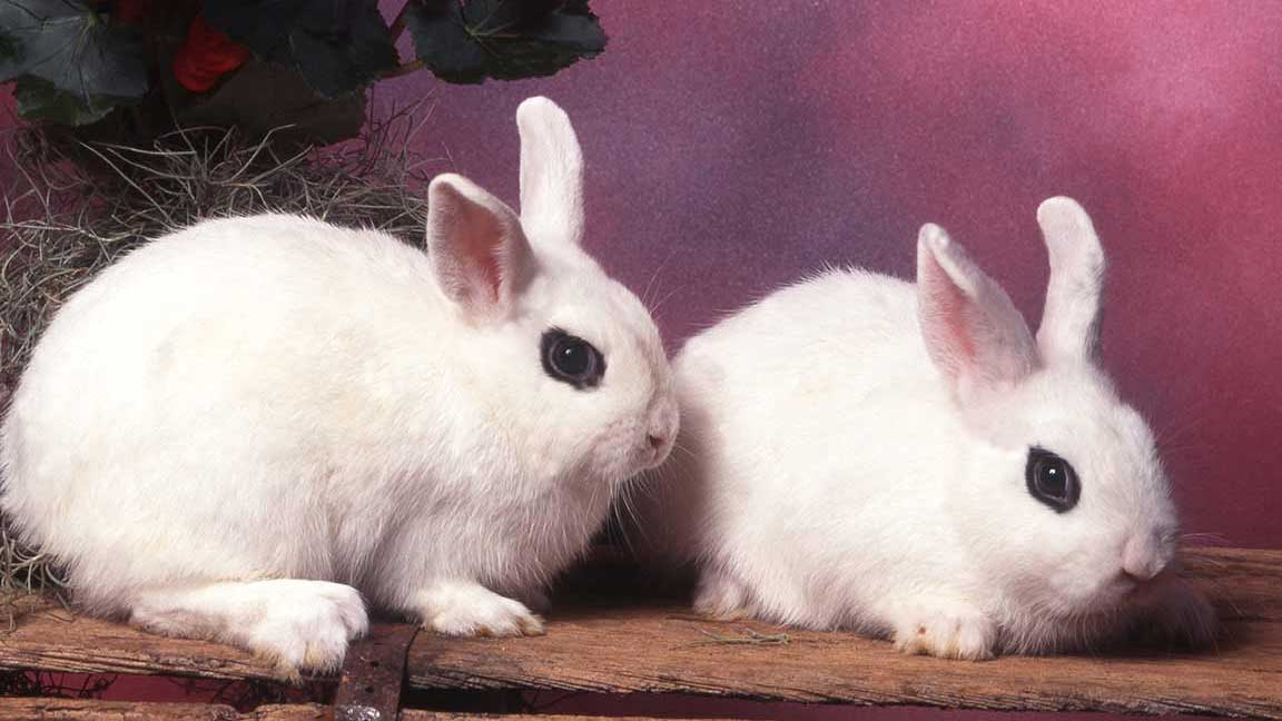 Dwarf-Hotot