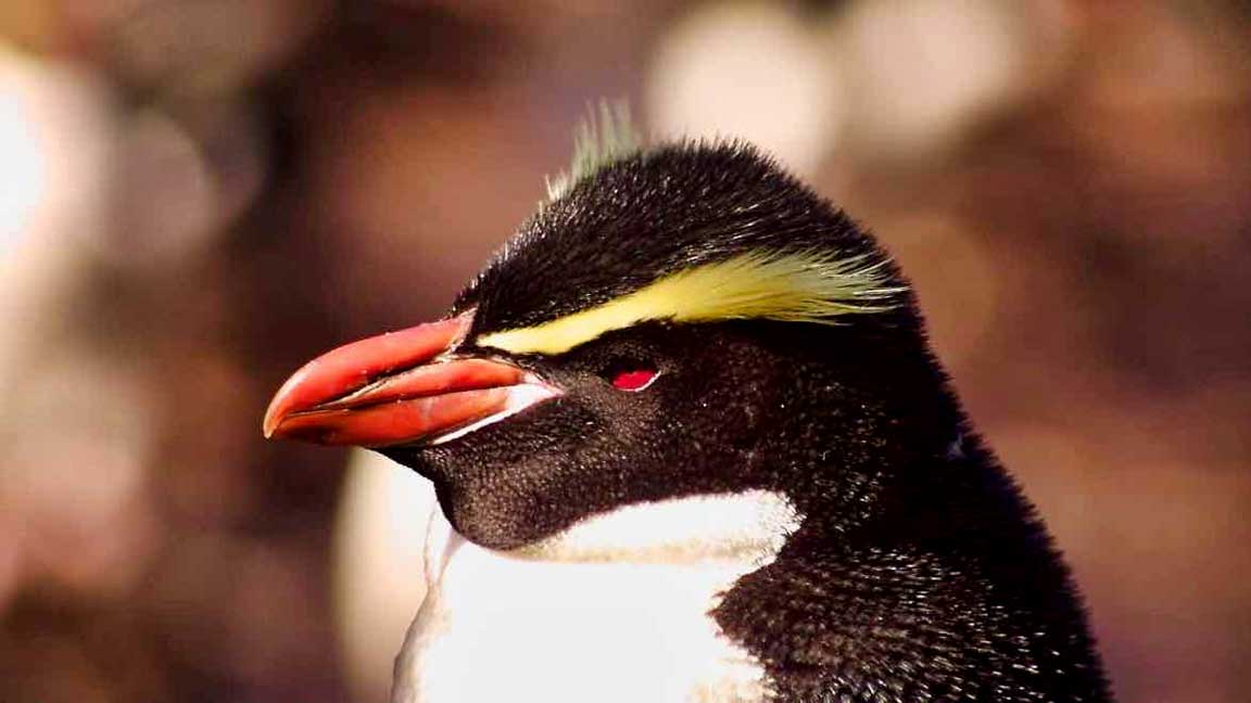 Emperor-Penguin-with-Yellow-Hair