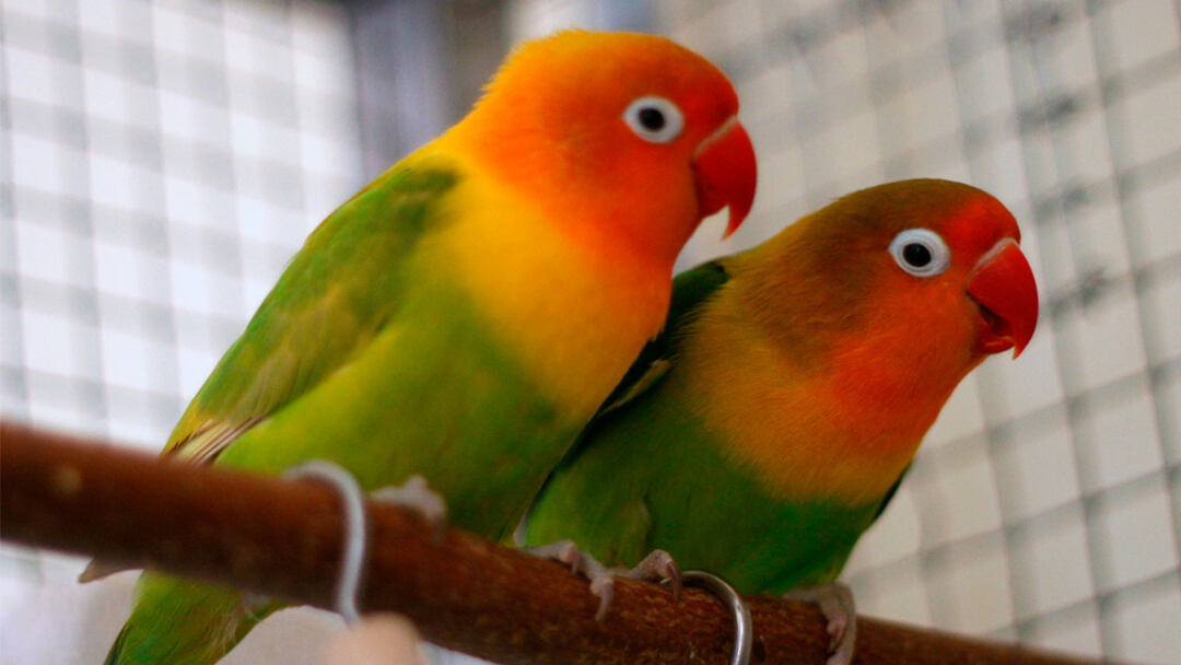 How Many Types of Love Birds & Fact About Lovebirds