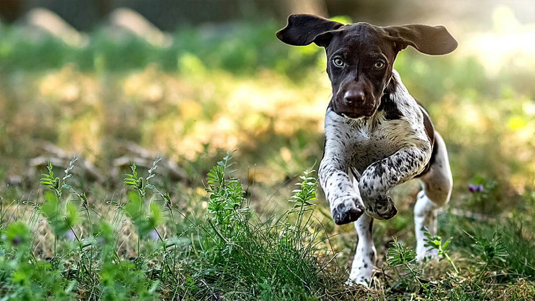 German-Shorthaired-Pointer