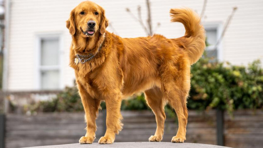 Golden-Retriever