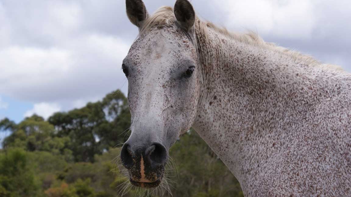 Grey-Horses-bit-by-fleas