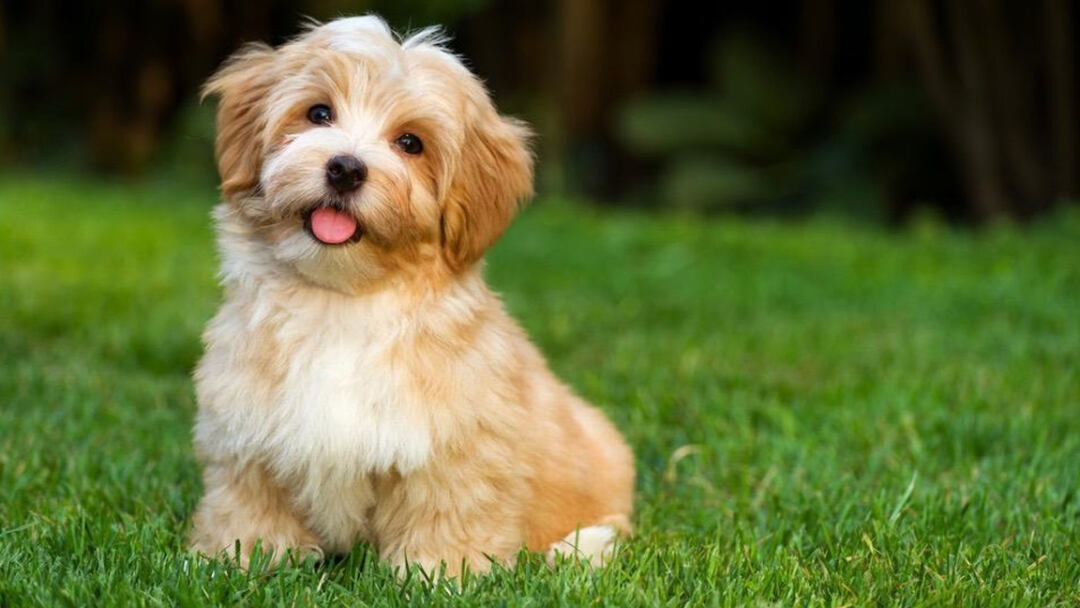 Havanese