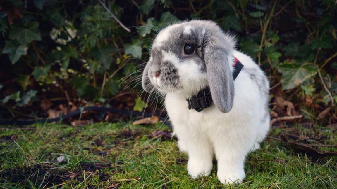 Holland-Lop