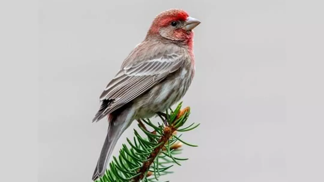 House-finches