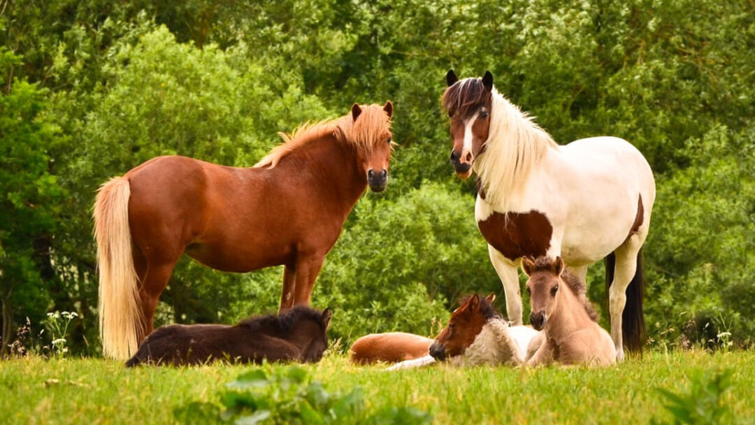 How-Do-Horses-Sleep