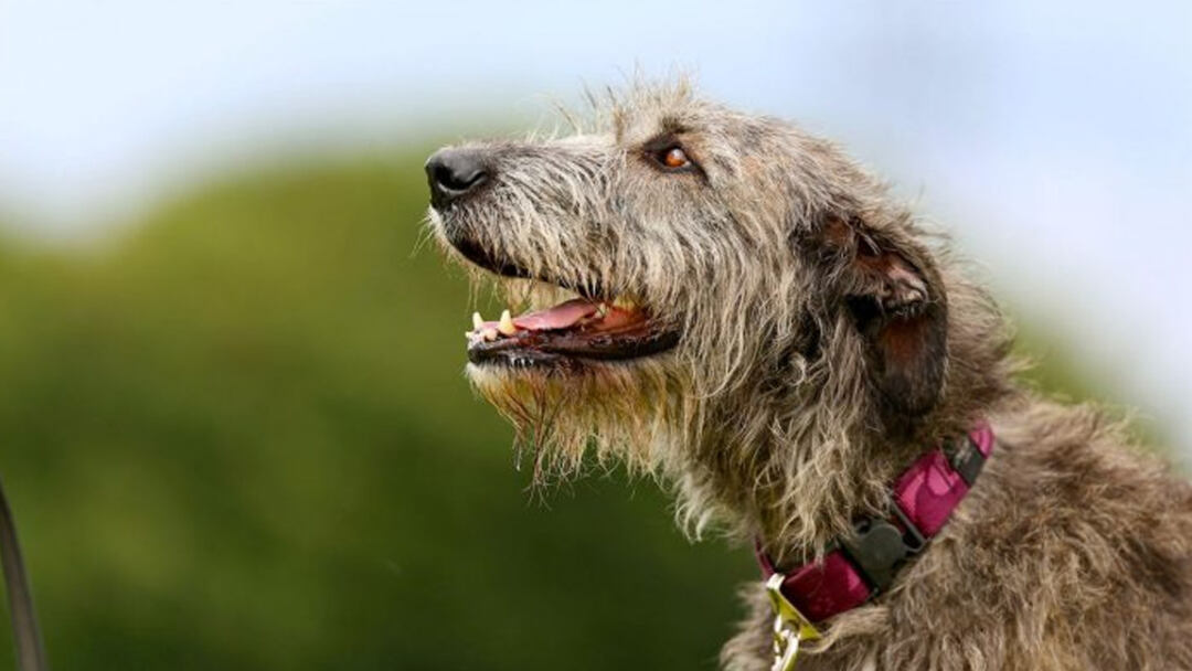 Irish-Wolfhound