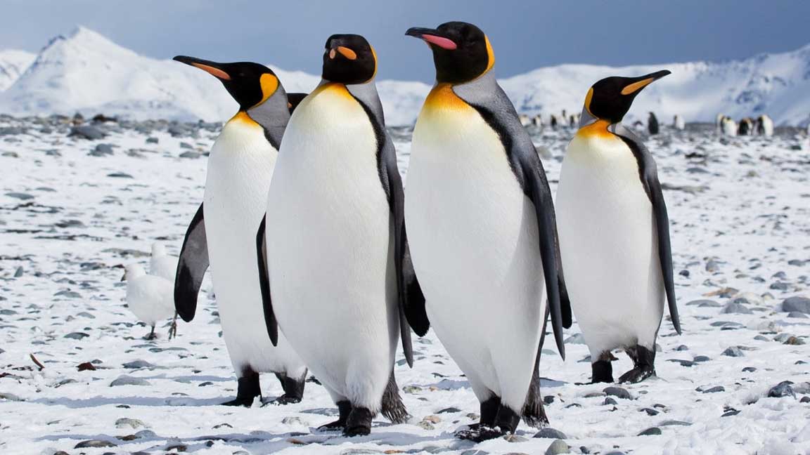 King-Penguins