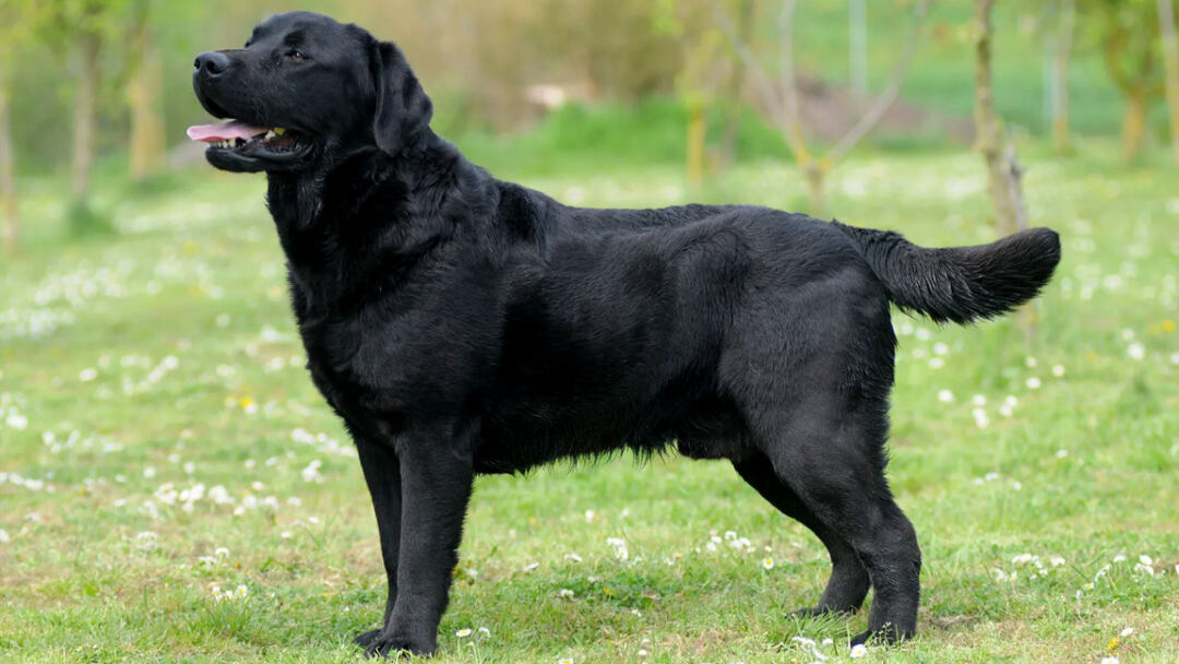 Labrador-Retriever-(Lab)