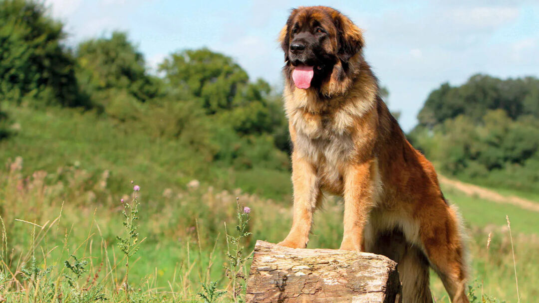 Leonbergers