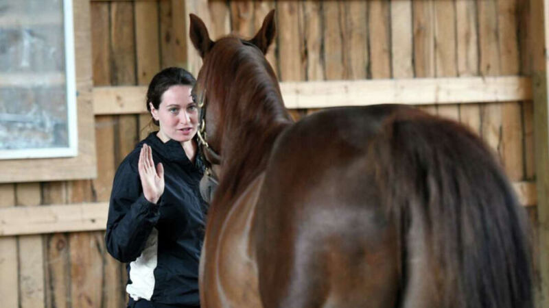 how-to-calm-down-a-horse-tips-for-calming-your-horses