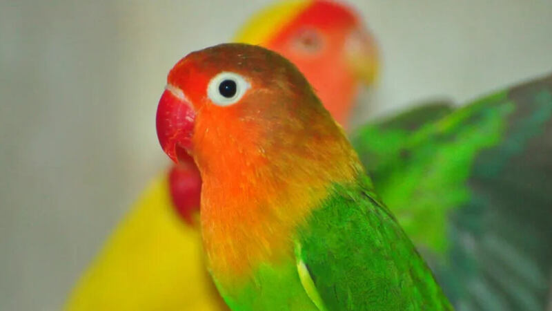 How Many Types of Love Birds & Fact About Lovebirds