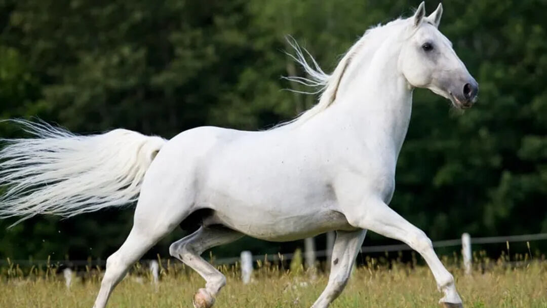 The Most Beautiful White Horse Breeds | A Detailed Guide