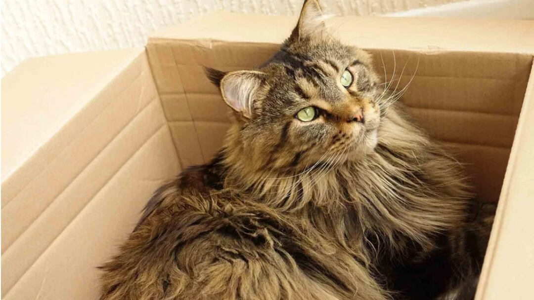 Maine-Coon