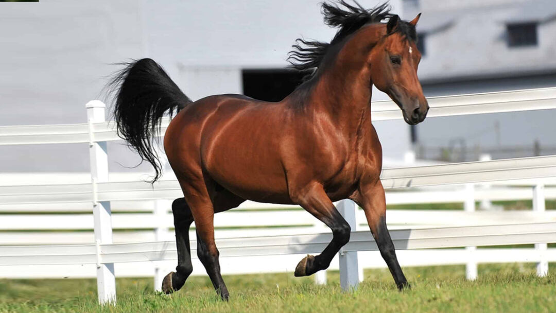 Morgan-Horse