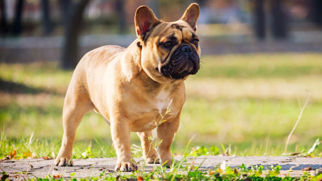 Most-Popular-Apartment-Dog-French-Bulldog