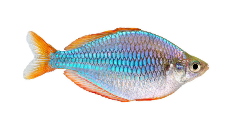 A Detailed Intro to Dwarf Neon Rainbowfish- Ultimate Guide