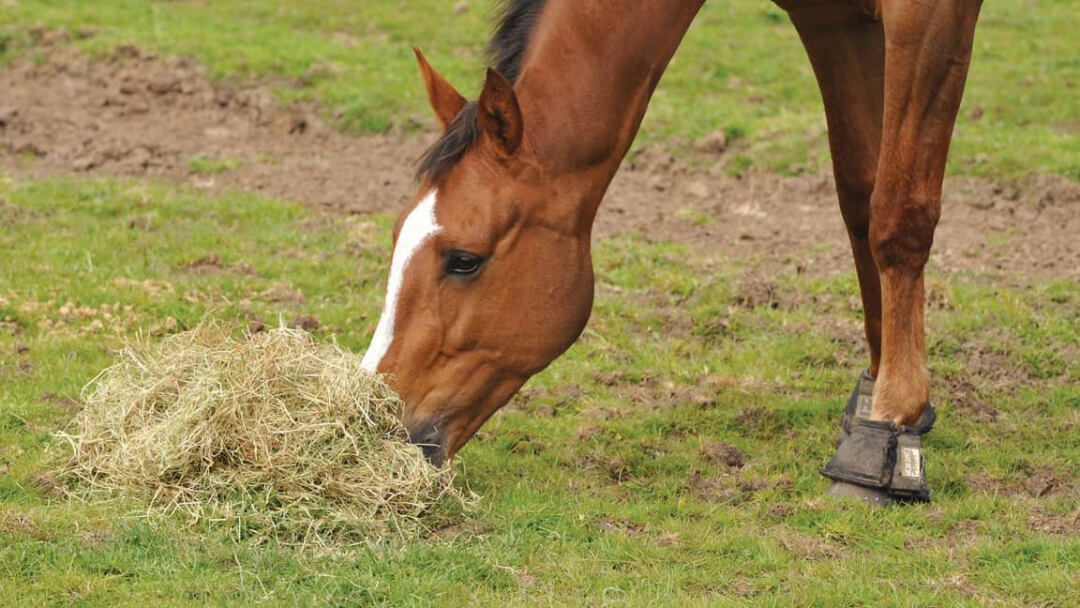 Best Hay Types for Horses Everything You Need to Know