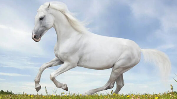 The Most Beautiful White Horse Breeds | A Detailed Guide