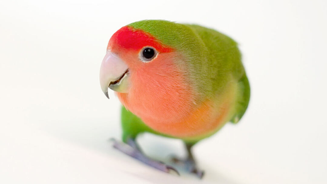 Peach-Faced-Lovebird