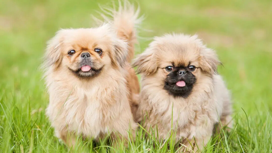 Pekingese