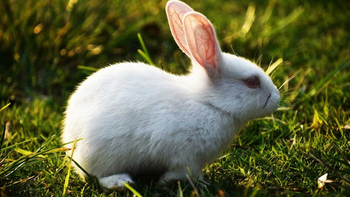 Polish-rabbit