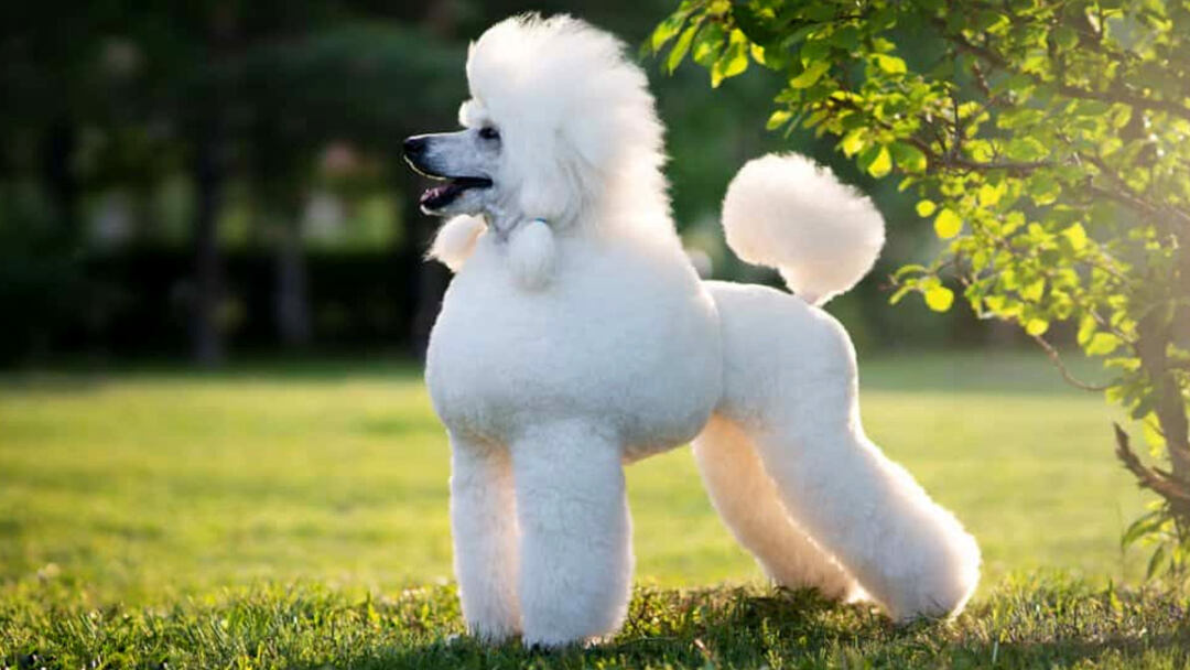 Poodle