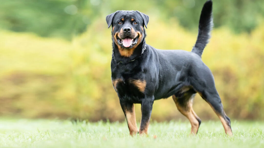 Rottweiler