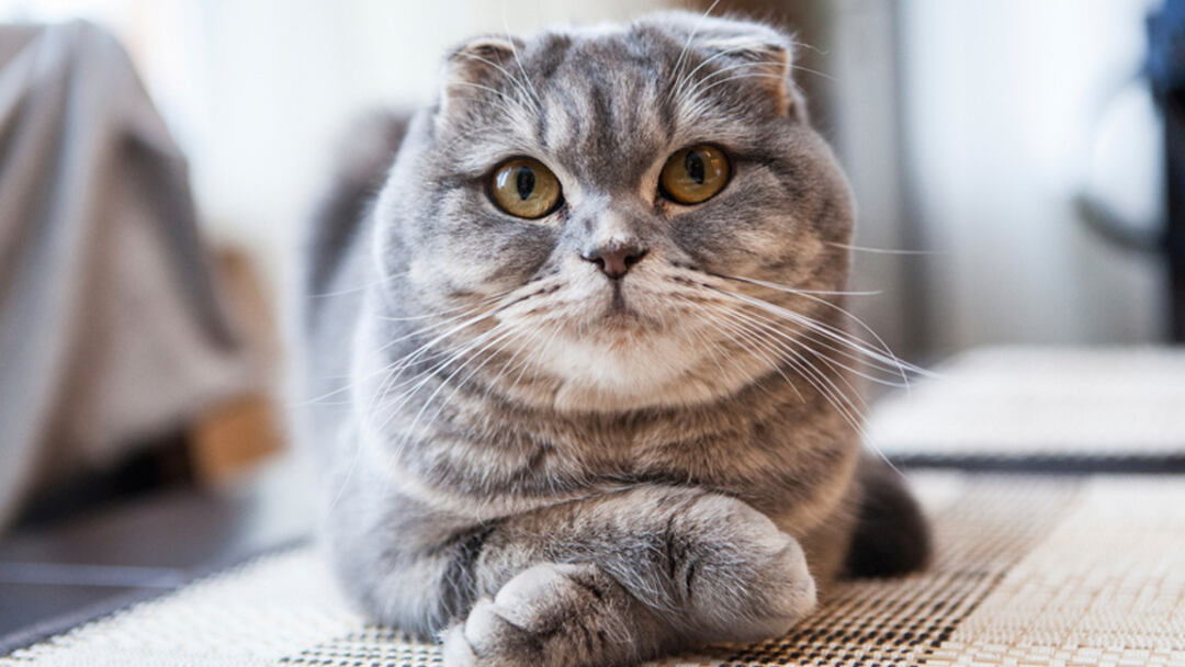 Scottish-Fold