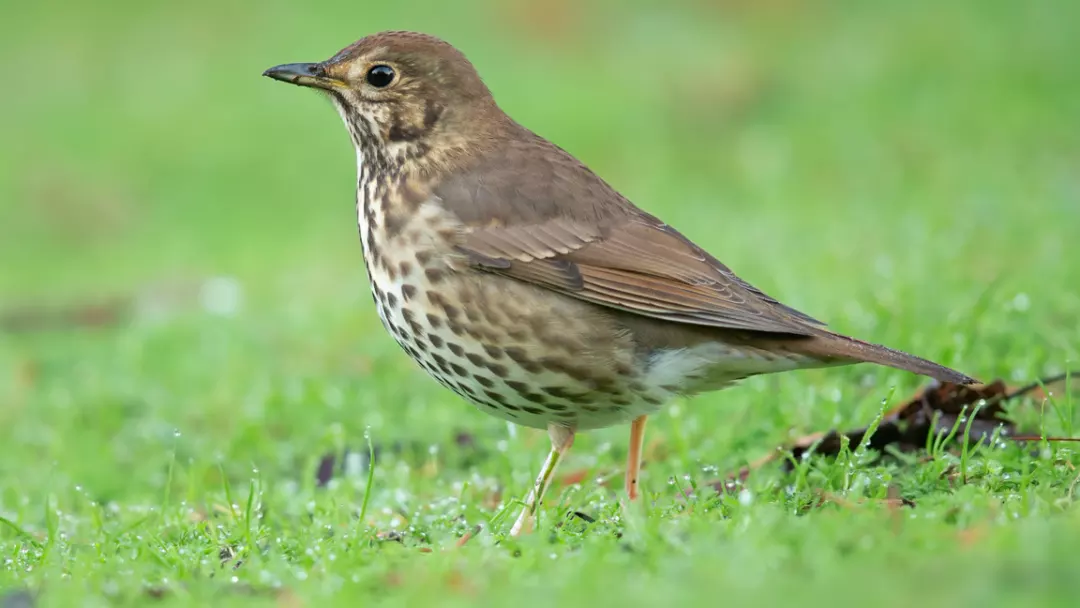 Song-Thrushes