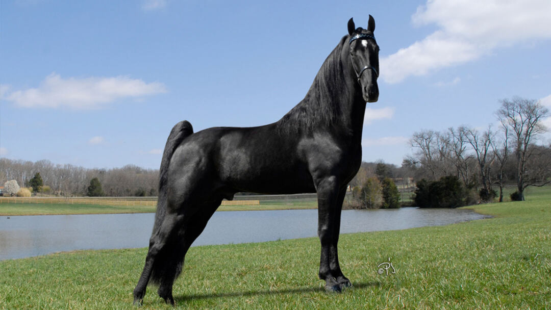 Tennessee-Walking-Horse