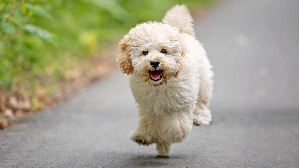 The-Maltipoo-Dog-Appearance