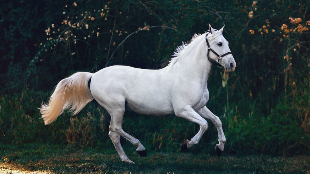 The-Most-Beautiful-White-Horse-Breeds