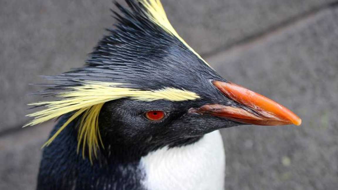 List of Famous Species of Penguin with Yellow Hair