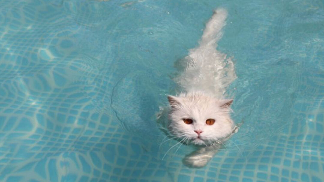 They-would-rather-soak-up-the-rays-of-the-sun-than-take-a-dip-in-the-pool