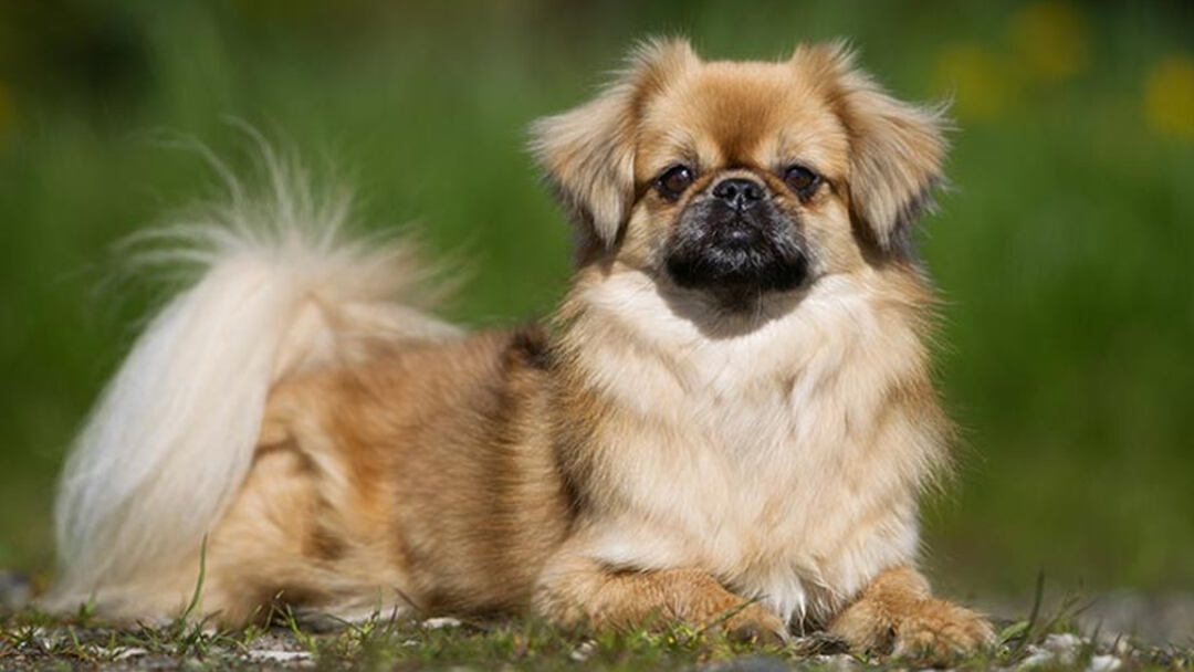 Tibetan-Spaniel