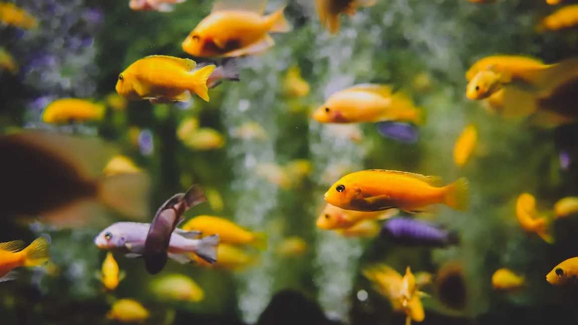 Top-Benefits-of-Keeping-Fish-Aquarium-at-Home