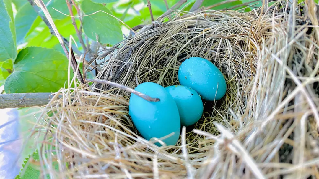 What-Bird-Lays-Blue Eggs