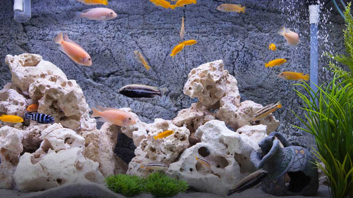 What-Causes-Camallanus-Red-Worms-In-Fish-Tank