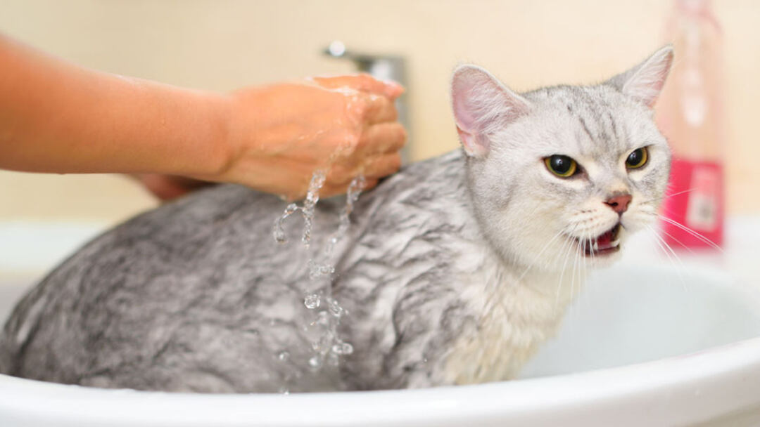 Why-Do-Cats-Hate-Water-So-Much