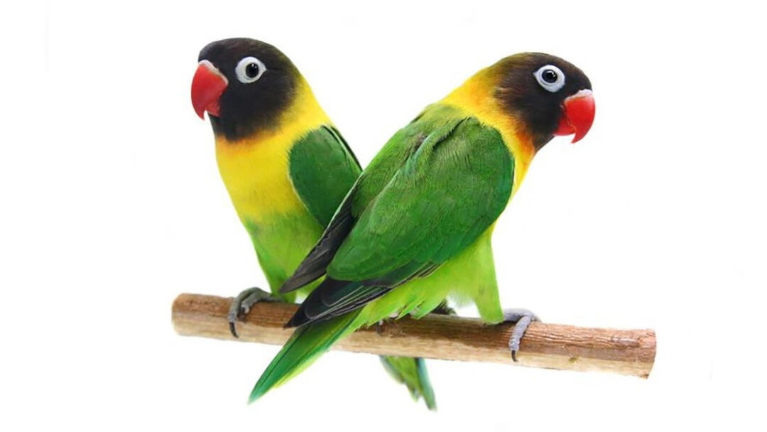 Yellow-Collared-Lovebirds