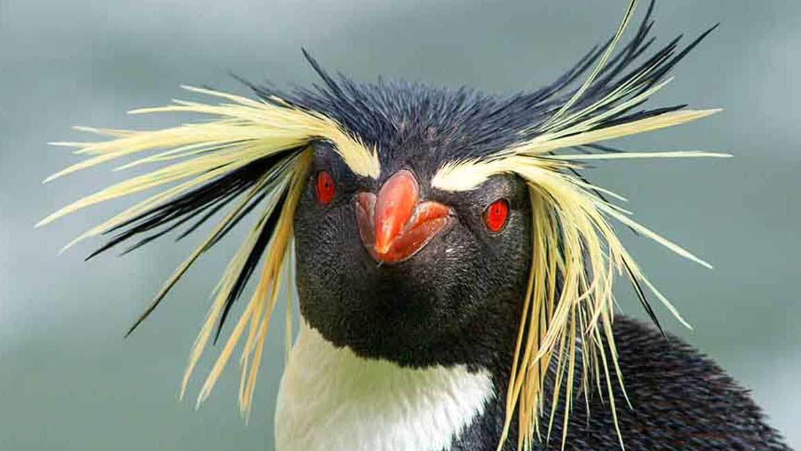 Yellow-Eyed-Penguin-with-Yellow-Hair