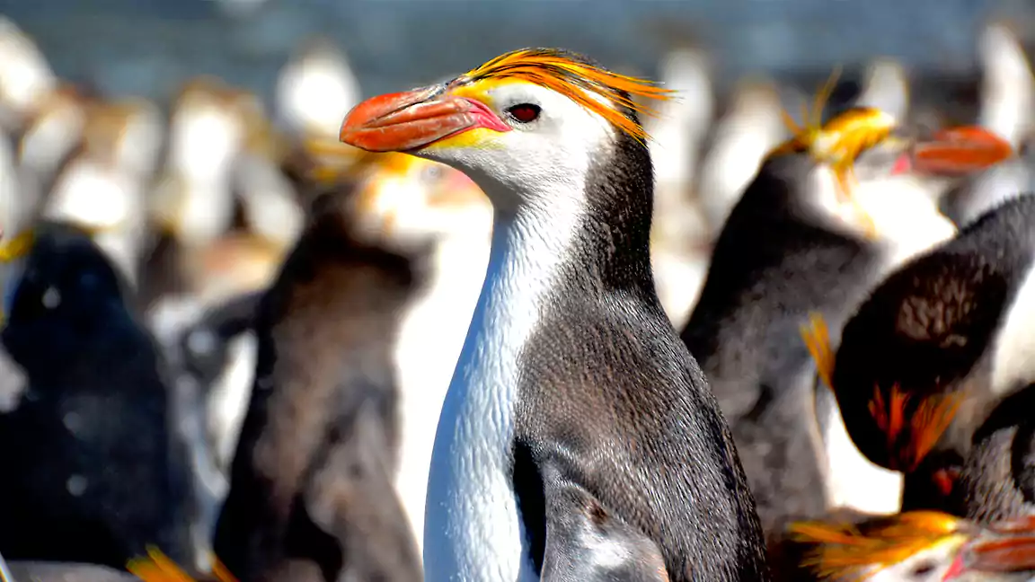 Top-Most-Unique-Species-of-Penguin-with-Yellow-Hair