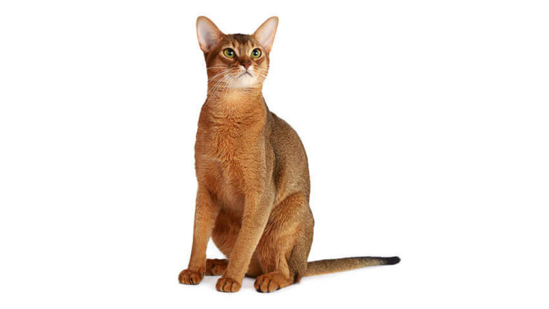 Abyssinian