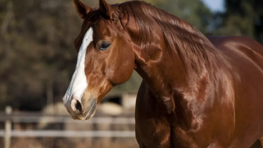 American Quarter Horse