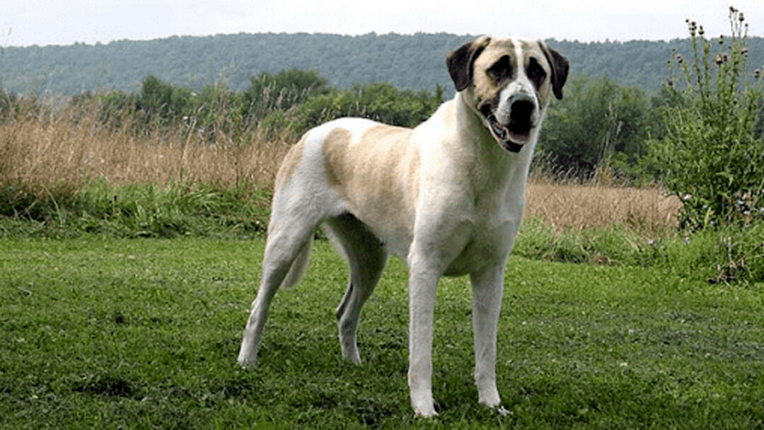 largest dog in the world