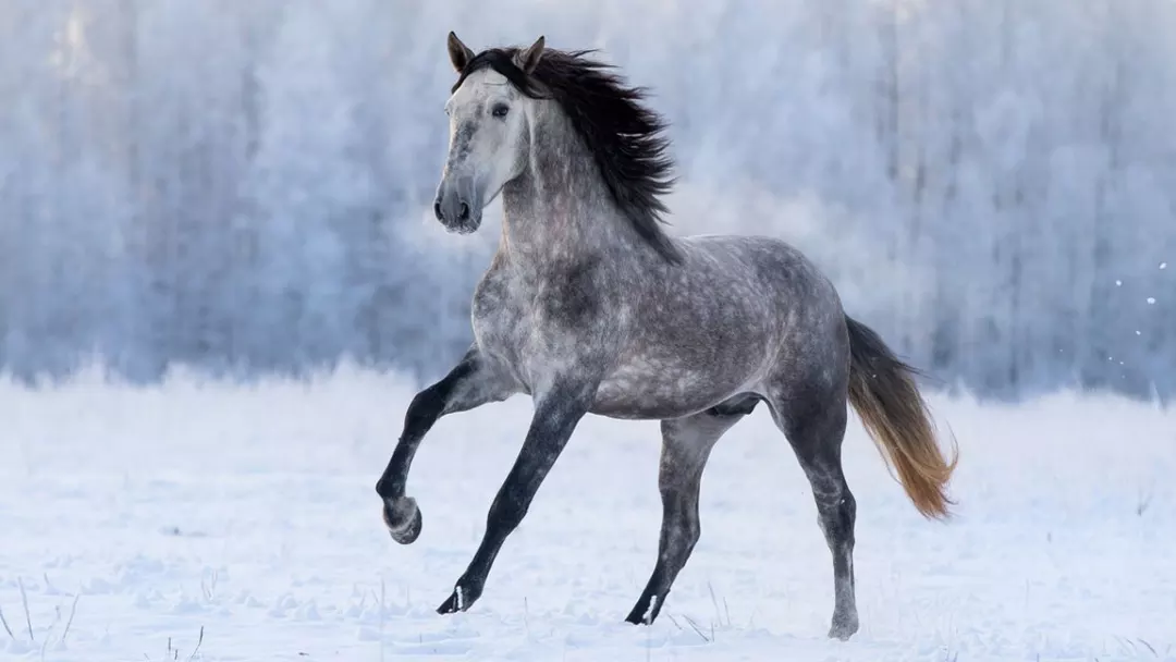 Andalusians