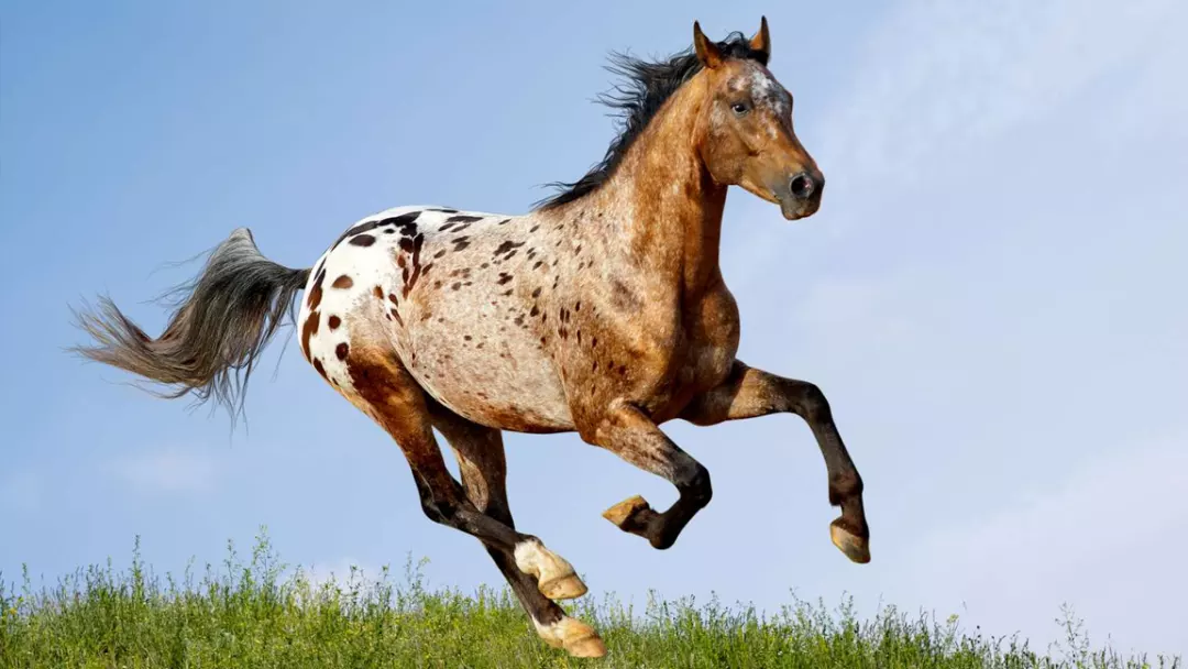 Appaloosa