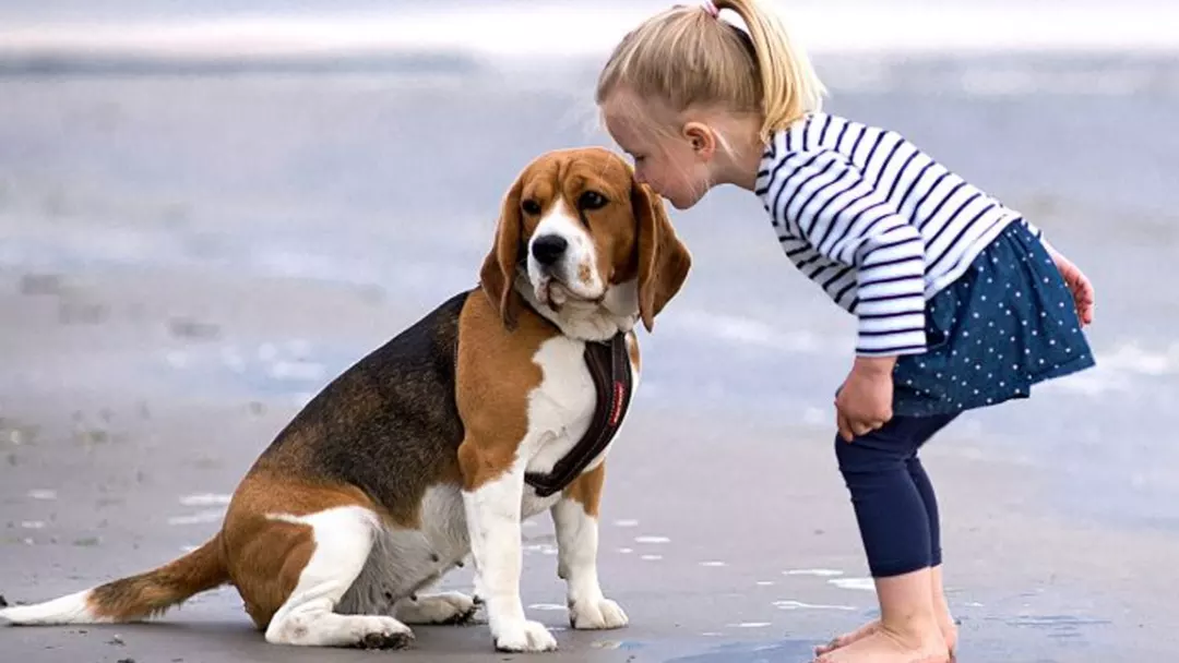 Are Beagles Compatible with Children