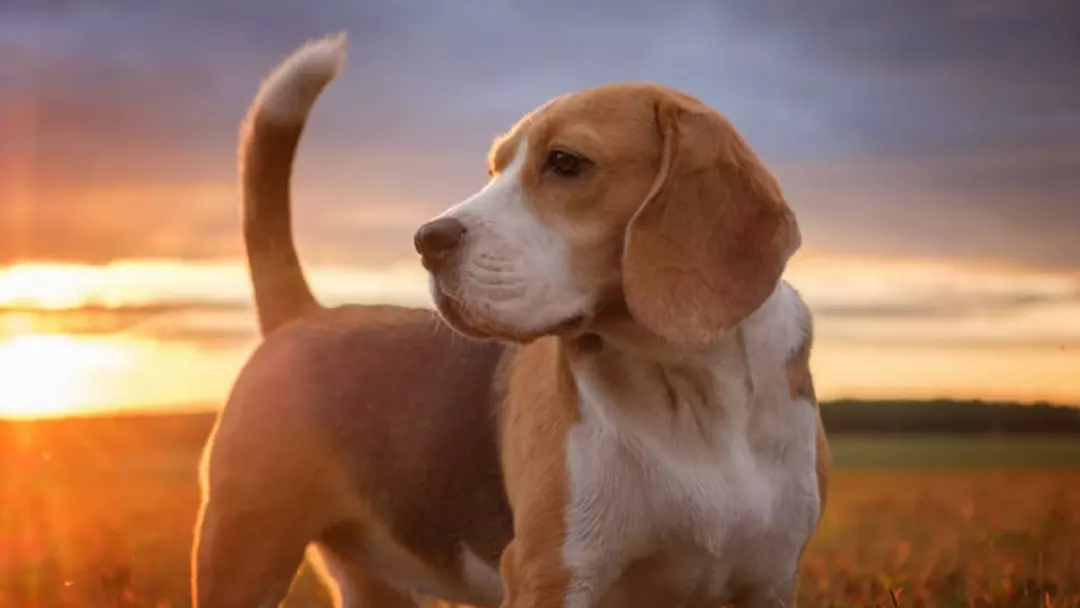 Are Beagles intelligent